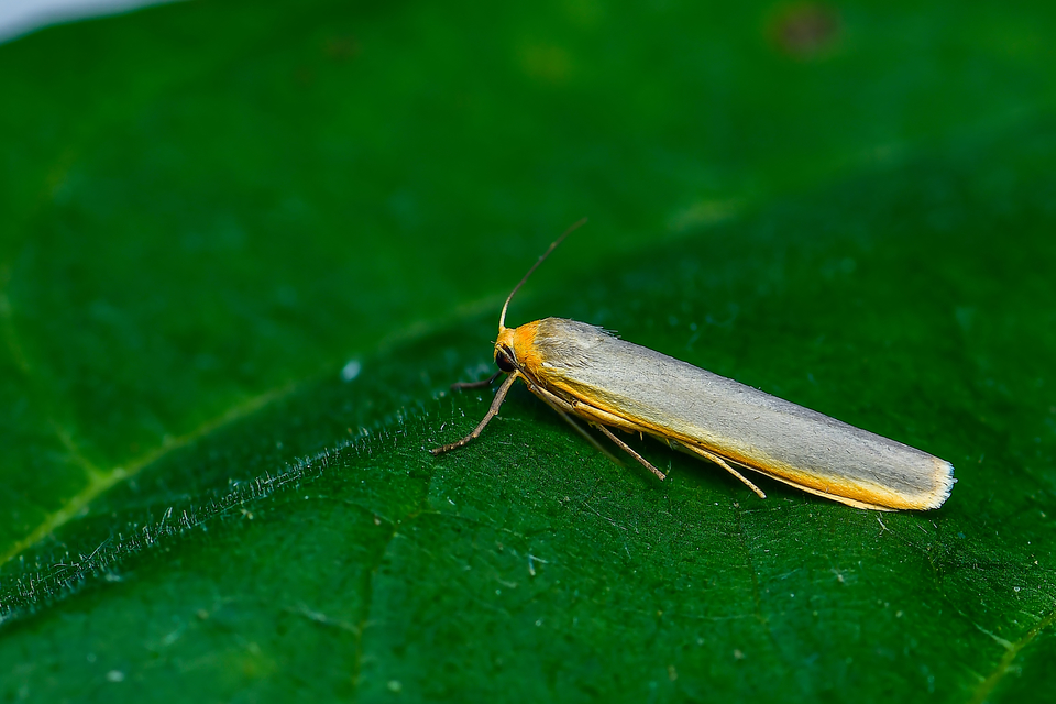közönséges zuzmószövő - Eilema complana