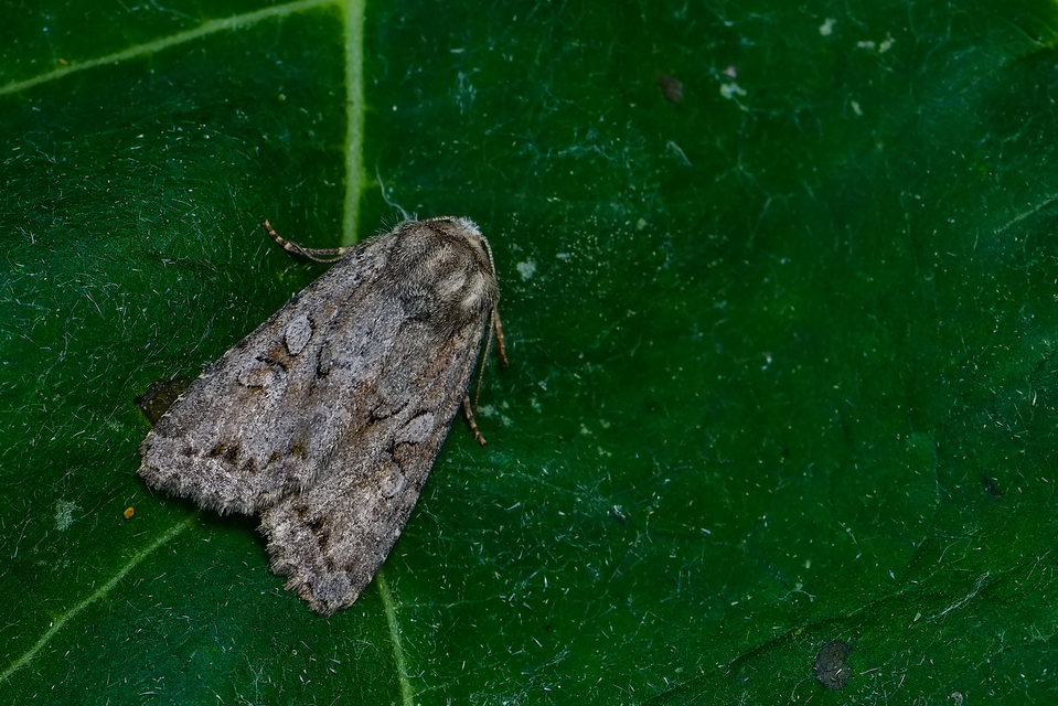 Apterogenum ypsillon - ipszilon-erdeibagoly