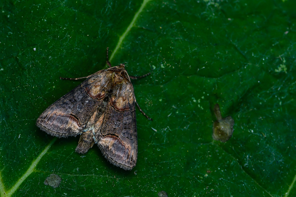 közönséges csalánbagoly - Abrostola triplasia