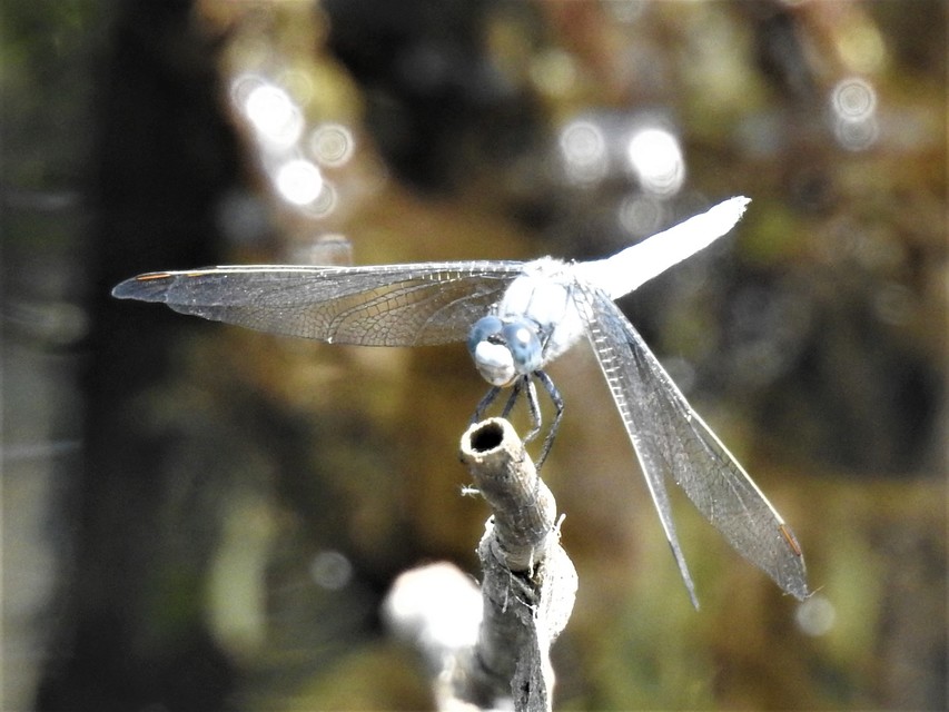 Orthetrum brunneum - pataki pásztorszitakötő