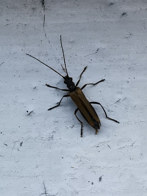 Oedemera femorata - sárgahátú álcincér