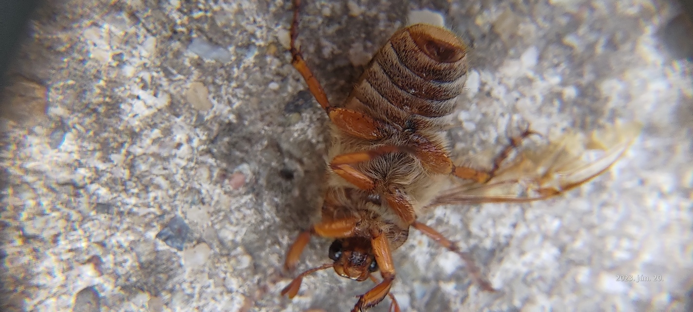 Amphimallon solstitiale - bordás sárgacserebogár