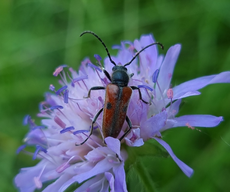 Vadonia unipunctata - kétpettyes virágcincér