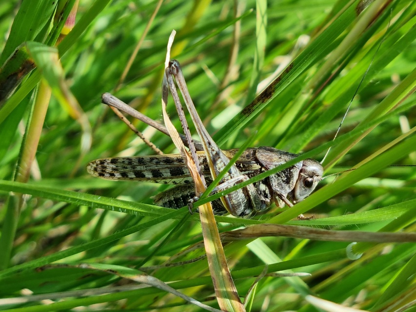 Decticus verrucivorus - szemölcsevő szöcske