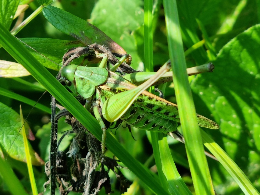 Decticus verrucivorus - szemölcsevő szöcske