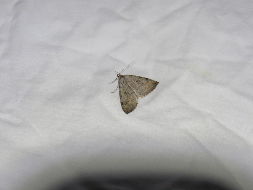 Aplocera efformata/plagiata