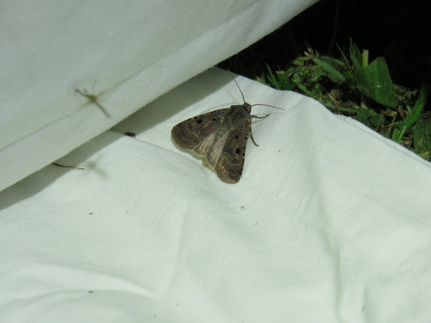 Chersotis rectangula - barna földibagoly