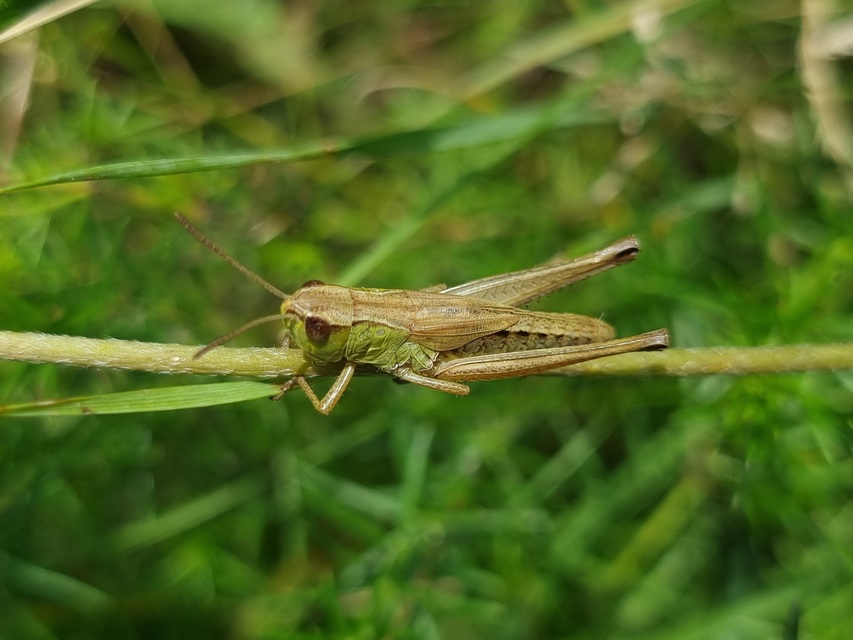 Pseudochorthippus parallelus - közönséges rétisáska