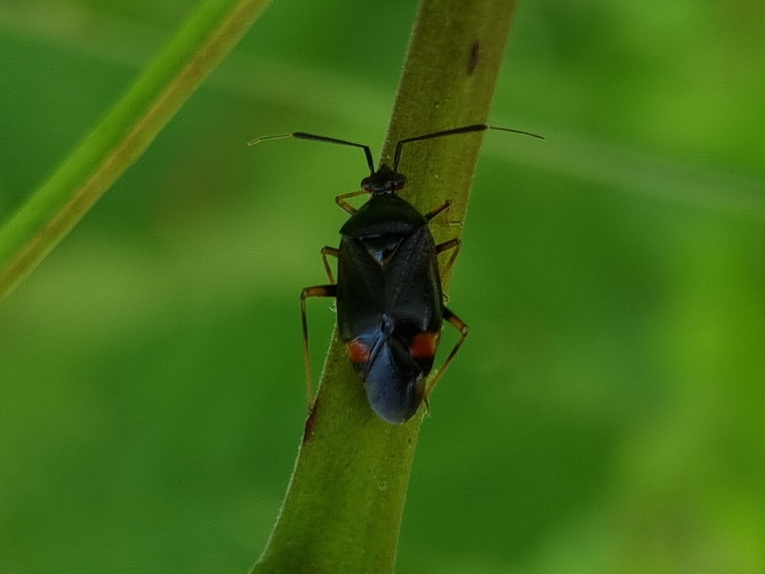 Deraeocoris ruber - vöröses mezeipoloska