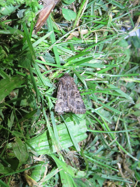 Heliophobus reticulata - fehéreres kertibagoly