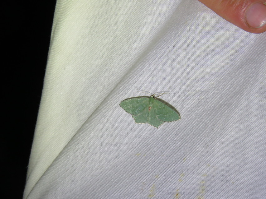 Hemithea aestivaria - nyír-zöldaraszoló