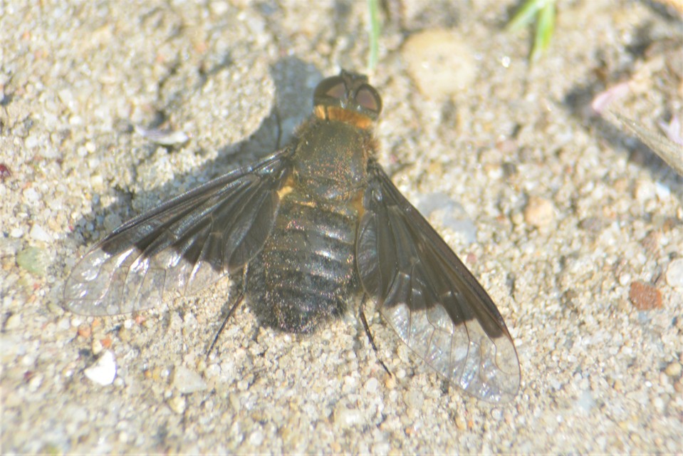 Hemipenthes morio - közönséges gyászlégy