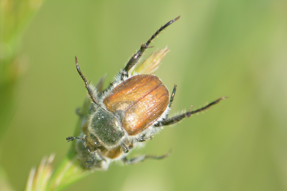 Chaetopteroplia segetum - rozsszipoly