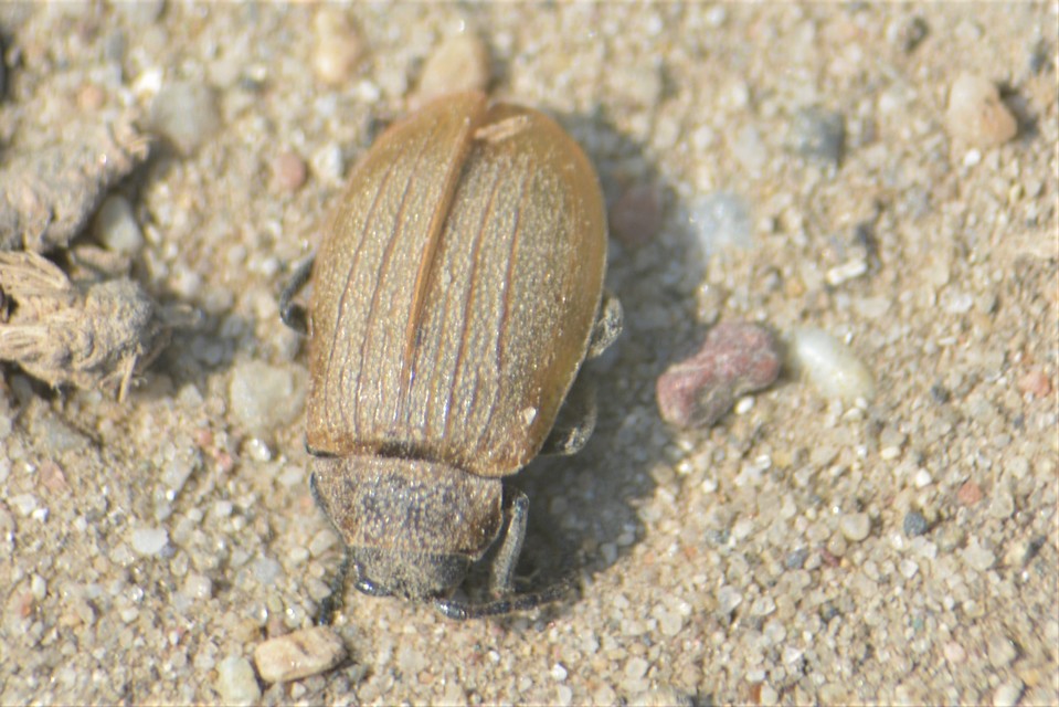 Galeruca pomonae - barna olajosbogár