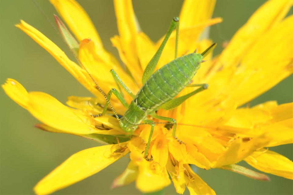Leptophyes albovittata - közönséges virágszöcske
