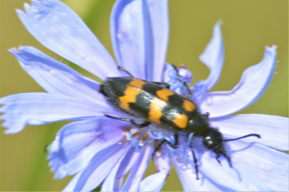 Mylabris variabilis - szalagos hólyaghúzó Mylabris variabilis - szalagos hólyaghúzó