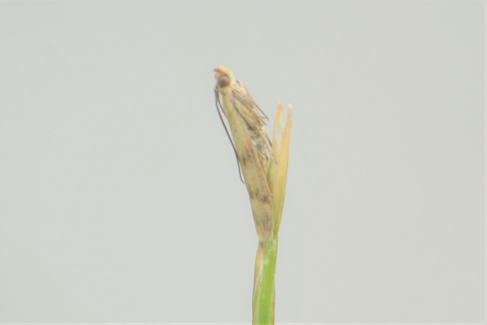 Homoeosoma sinuella - agyagsárga karcsúmoly