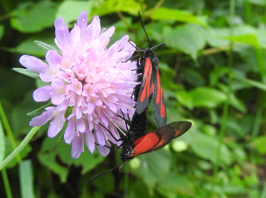 Zygaena osterodensis - ördögszem-csüngőlepke