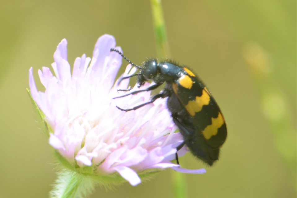 Mylabris variabilis - szalagos hólyaghúzó Mylabris variabilis - szalagos hólyaghúzó