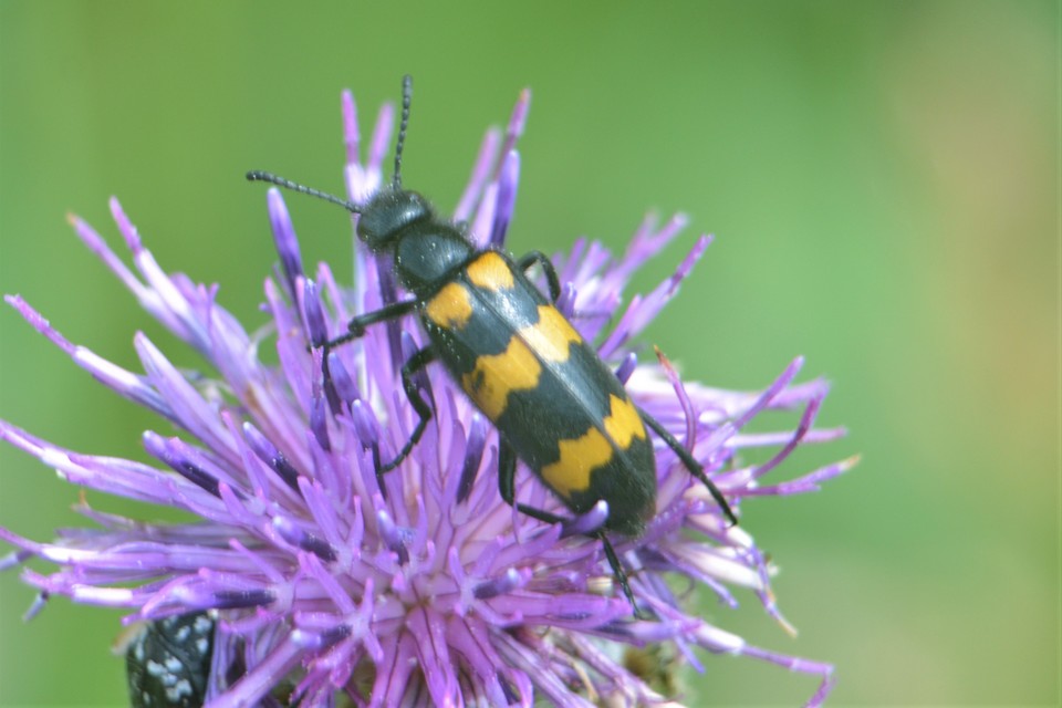 Mylabris variabilis - szalagos hólyaghúzó Mylabris variabilis - szalagos hólyaghúzó