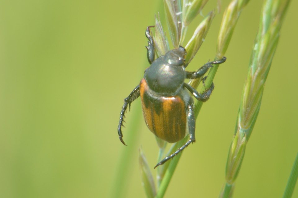 Anisoplia austriaca - osztrák szipoly