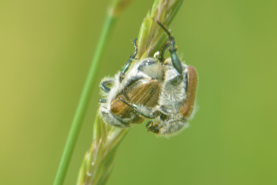 Chaetopteroplia segetum - rozsszipoly