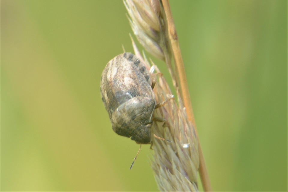 Eurygaster Eurygaster