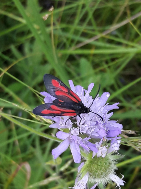 Zygaena osterodensis - ördögszem-csüngőlepke