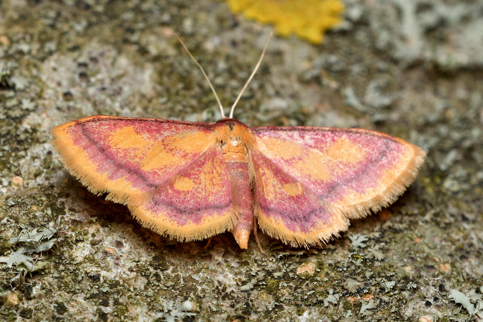 Idaea muricata - mocsári pirosaraszoló