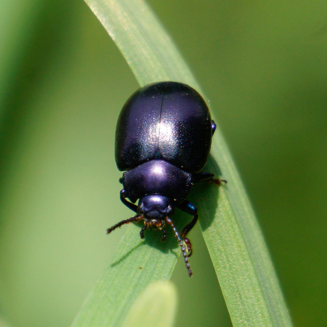 Chrysolina sturmi - vöröslábú levelész