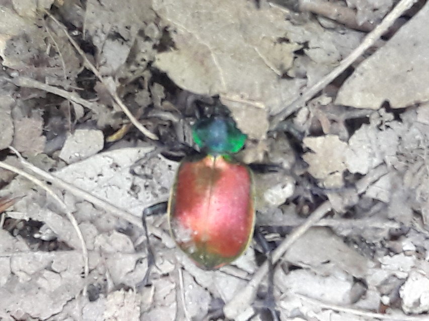 Calosoma sycophanta - aranyos bábrabló