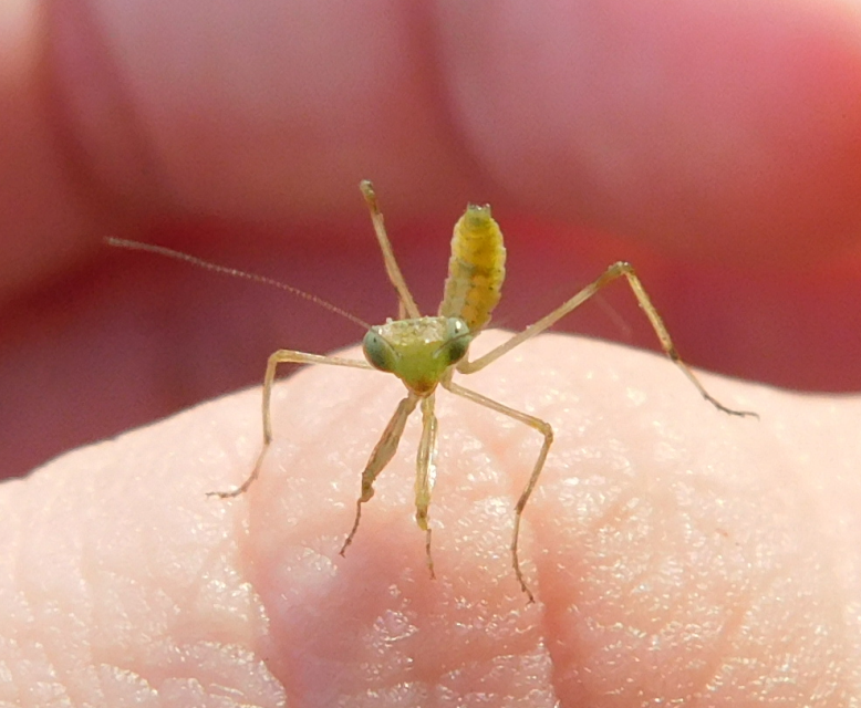 Hierodula tenuidentata - óriás ázsiai imádkozósáska