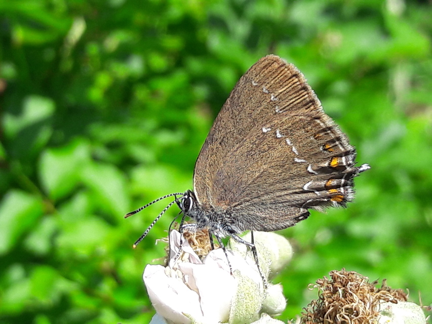 Satyrium ilicis - tölgyfa-csücsköslepke