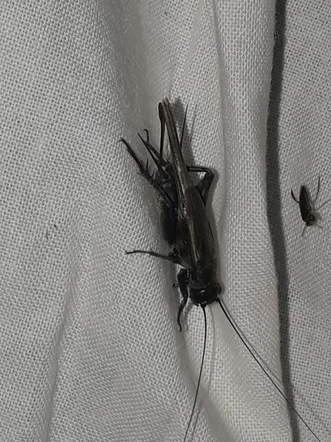 Eumodicogryllus bordigalensis - bordói tücsök