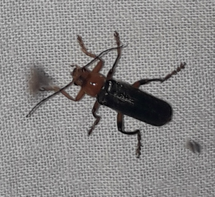 Cantharis livida - mezei lágybogár