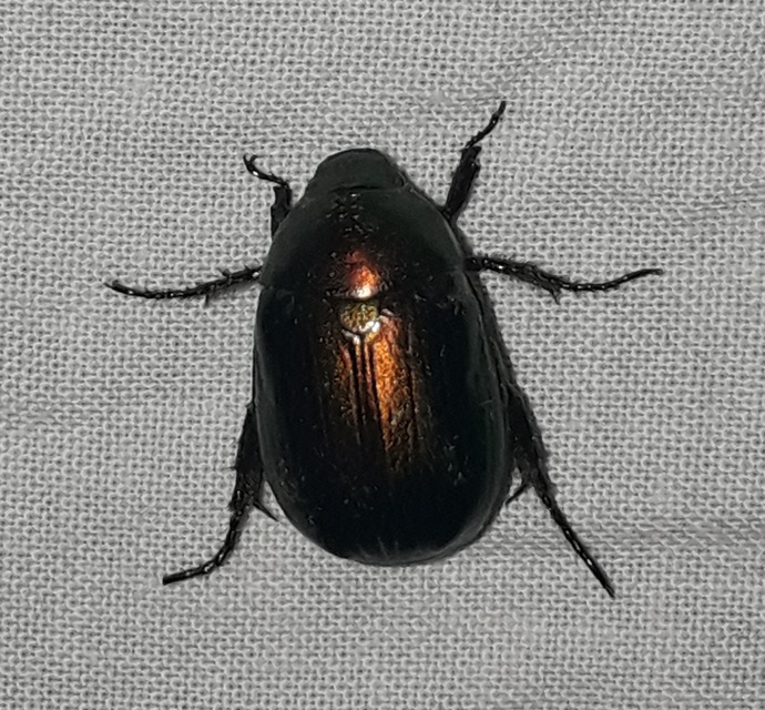 Anomala vitis - nagy fináncbogár