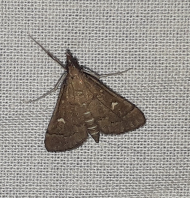 Dolicharthria punctalis - hosszúlábú tűzmoly