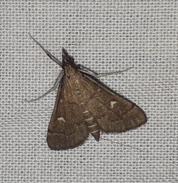 Dolicharthria punctalis - hosszúlábú tűzmoly