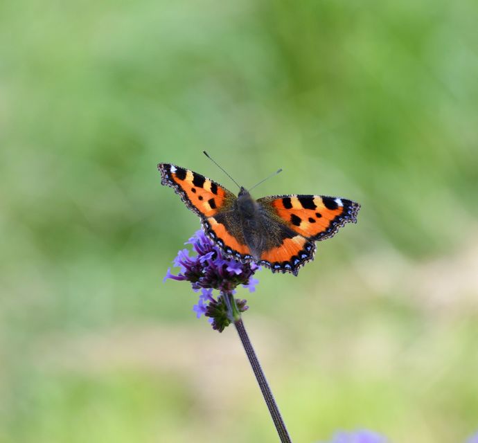 Nymphalis urticae - kis rókalepke
