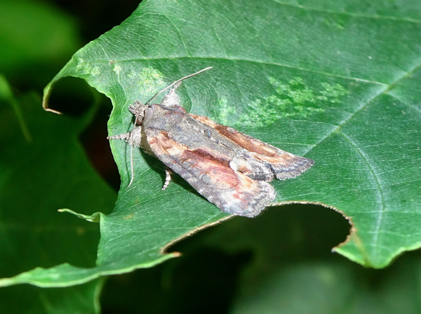 Bryophila raptricula/felina