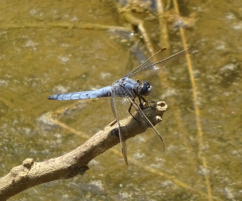 Orthetrum brunneum - pataki pásztorszitakötő