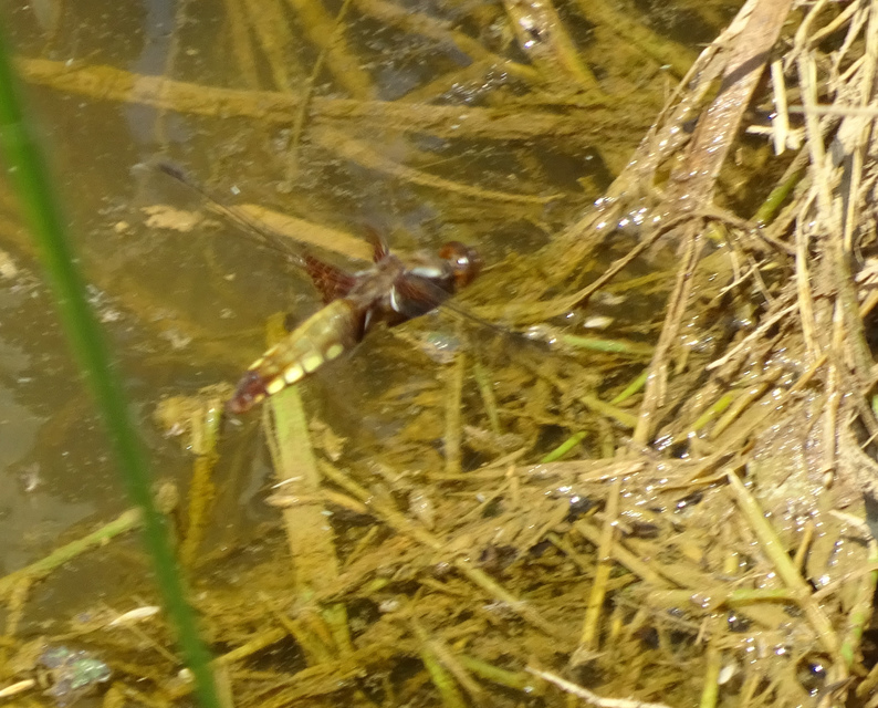 Libellula depressa - széles laposacsa
