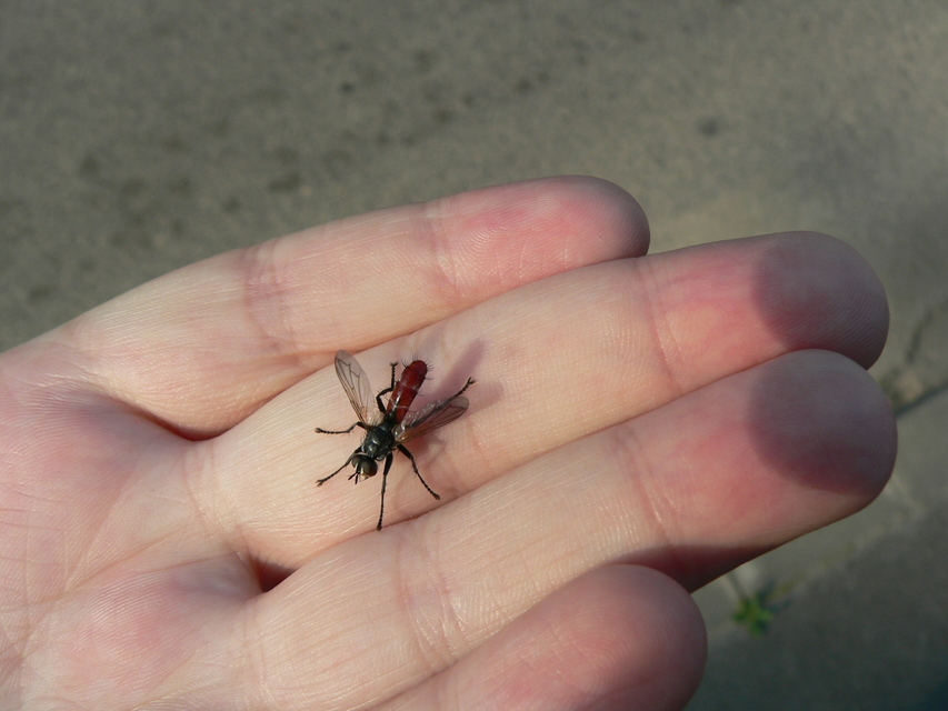 Cylindromyia bicolor