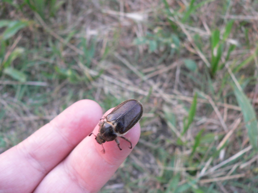 Anoxia pilosa - pusztai cserebogár