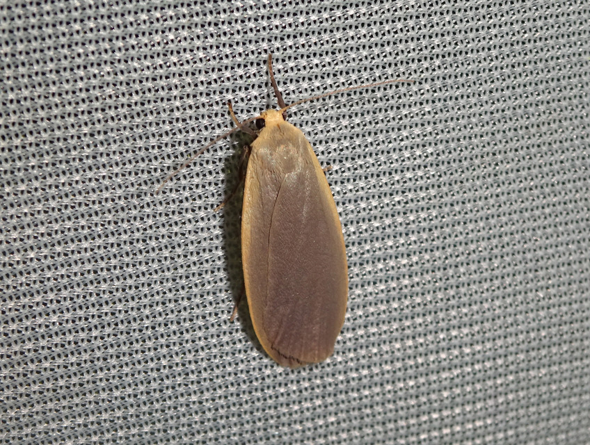 szürke zuzmószövő - Eilema griseola