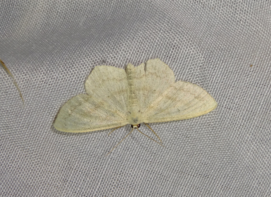 feketepettyes araszoló - Scopula nigropunctata