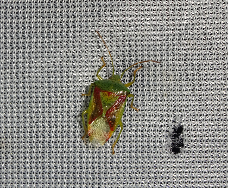 Acanthosomatidae - dajkapoloskák Acanthosomatidae - dajkapoloskák
