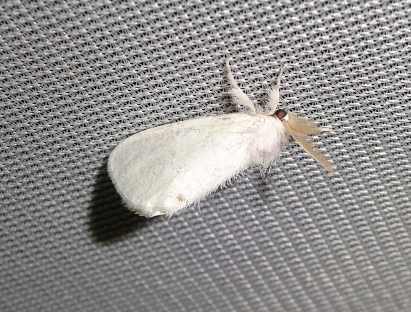 sárgafarú szövő - Sphrageidus similis