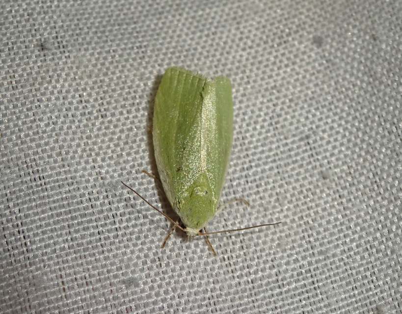 fűzfa-zöldbagoly - Earias clorana