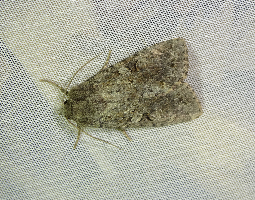 Apterogenum ypsillon - ipszilon-erdeibagoly